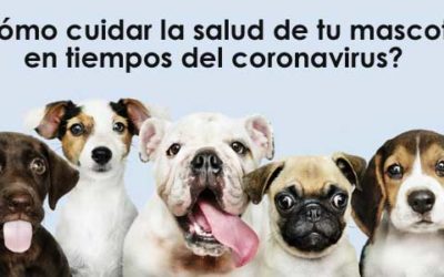 ¿Cómo cuidar la salud de tu mascota en tiempos del coronavirus?