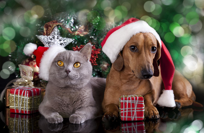 Los mejores consejos para pasar una navidad perfecta al lado de tu mascota