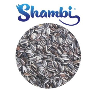 SHAMBI PIPA IREGUI 650 Gr