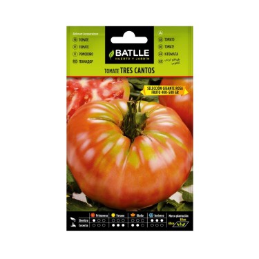 Tomate tres cantos gigante rosa