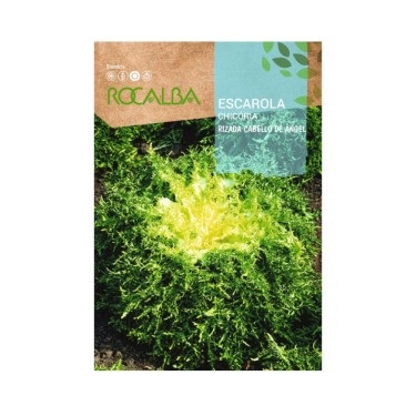 Semillas de escarola rizada cabello de ángel