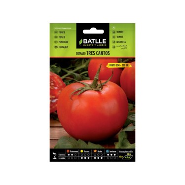 Tomate tres cantos semillas