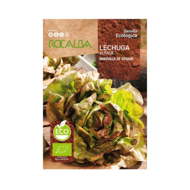 Lechuga maravilla de verano ecológica