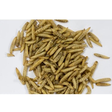 Insectos secos para aves Zolux