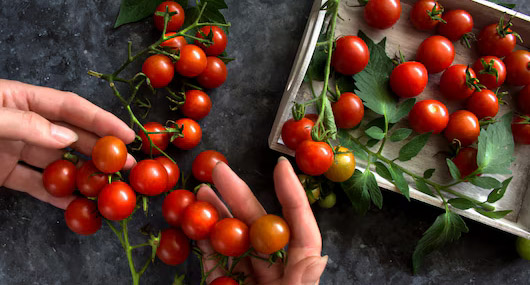 /productos para huerta y jardin fertilizantes abonos semillas y herramientas